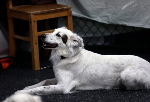 PHIL HOSSACK / WINNIPEG FREE PRESS Bling, a white border collie cross, at Animal Actors of Manitoba workshop. - February 26, 2019.