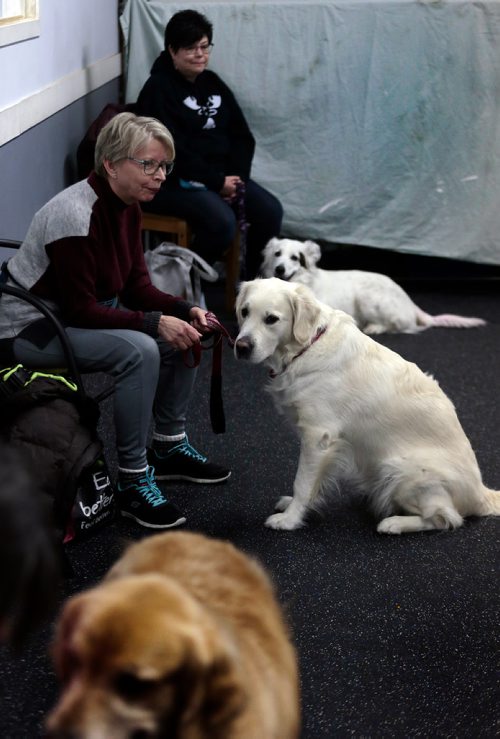 PHIL HOSSACK / WINNIPEG FREE PRESS -Denise Hickson (left) and her British style golden retriever and Heather Malazdrewicz and her white border collie cross Bling at the Animal Actors of Manitoba workshop. - February 26, 2019.