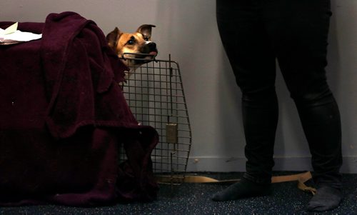 PHIL HOSSACK / WINNIPEG FREE PRESS -Jungle, a one-year-old cattle dog/rat terrier, belongs to Animal Actors of Manitoba instructor Brittney Voth (right). - February 26, 2019.