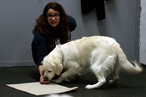 PHIL HOSSACK / WINNIPEG FREE PRESS -Animal Actors of Manitoba instructor Brittney Voth leads a dog at an acting workhsop. - February 26, 2019.