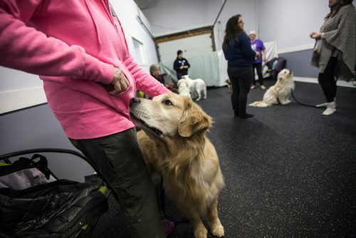 PHIL HOSSACK / WINNIPEG FREE PRESS -Sirius the golden retriever waits for a treat from owner Deborah Wood at the Animal Actors of Manitoba workshop. - February 26, 2019.