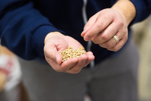 MIKAELA MACKENZIE / WINNIPEG FREE PRESS
Andrew Sookram, who's opening a new brewery called Sookram's, shows off some grain in Winnipeg on Wednesday, March 6, 2019. 
Winnipeg Free Press 2019.