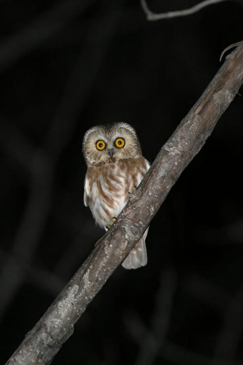 A northern saw-whet owl, photographed near Birds Hill Provincial Park during a survey last year. MUST CREDIT Christian Artuso for Winnipeg Free Press