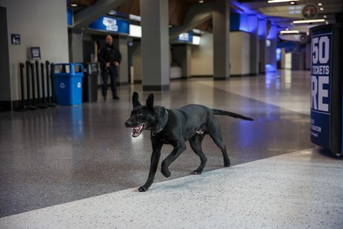 MIKE DEAL / WINNIPEG FREE PRESS
Dave Bessason, Trainer/handler for Truenorth Entertainment puts 15 month old Rocky, a Pitbull Lab cross, through his paces in the concourse of Bell MTS Place during a training exercise.
190313 - Wednesday, March 13, 2019.