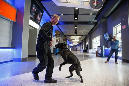 MIKE DEAL / WINNIPEG FREE PRESS
Dave Bessason, Trainer/handler for Truenorth Entertainment puts 15 month old Rocky, a Pitbull Lab cross, through his paces in the concourse of Bell MTS Place during a training exercise.
190313 - Wednesday, March 13, 2019.