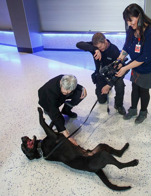 MIKE DEAL / WINNIPEG FREE PRESS
The rambunctious security dog in training, Rocky, checks every media person present for treats while Dave Bessason, Trainer/handler for Truenorth Entertainment tries to put him through his paces in the concourse of Bell MTS Place during a training exercise.
190313 - Wednesday, March 13, 2019.