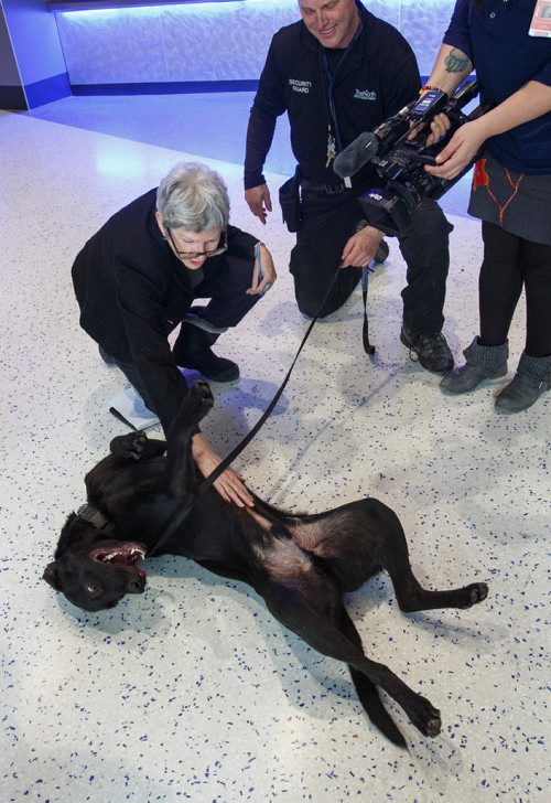 MIKE DEAL / WINNIPEG FREE PRESS
The rambunctious security dog in training, Rocky, checks every media person present for treats while Dave Bessason, Trainer/handler for Truenorth Entertainment tries to put him through his paces in the concourse of Bell MTS Place during a training exercise.
190313 - Wednesday, March 13, 2019.