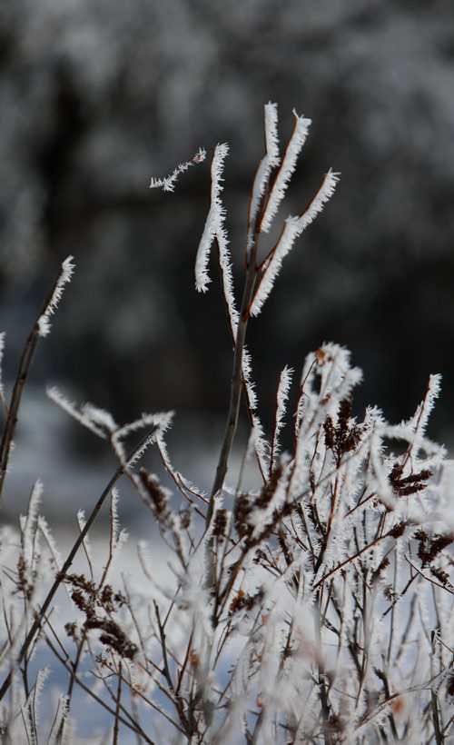 RUTH BONNEVILLE / WINNIPEG FREE PRESS

Hoar frost drips from the foliage at Assiniboine Park Wednesday.

Standup photo


March 13,, 2019
