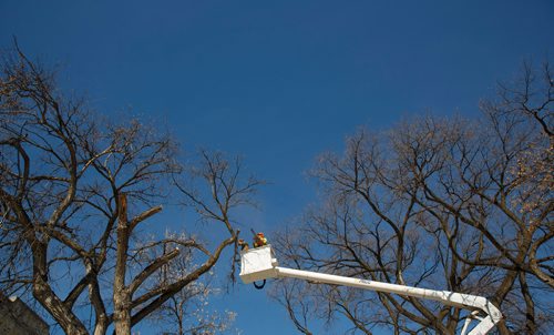 MIKE DEAL / WINNIPEG FREE PRESS
A City of Winnipeg crew cuts down an elm tree at the corner of Wolseley and Lenore Street Monday afternoon.
190325 - Monday, March 25, 2019.