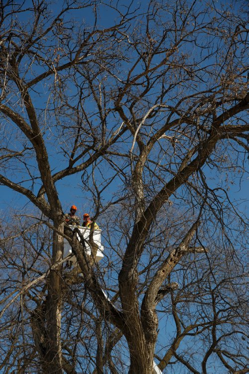 MIKE DEAL / WINNIPEG FREE PRESS
A City of Winnipeg crew cuts down an elm tree at the corner of Wolseley and Lenore Street Monday afternoon.
190325 - Monday, March 25, 2019.