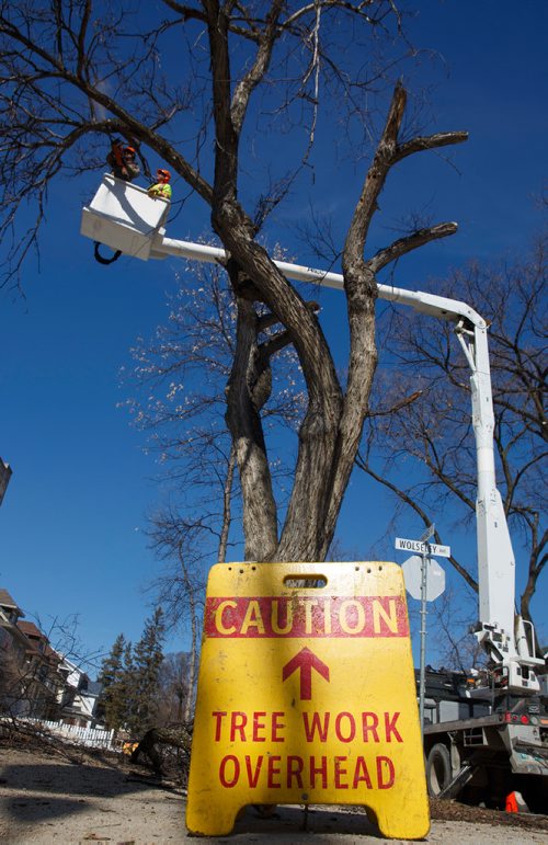 MIKE DEAL / WINNIPEG FREE PRESS
A City of Winnipeg crew cuts down an elm tree at the corner of Wolseley and Lenore Street Monday afternoon.
190325 - Monday, March 25, 2019.