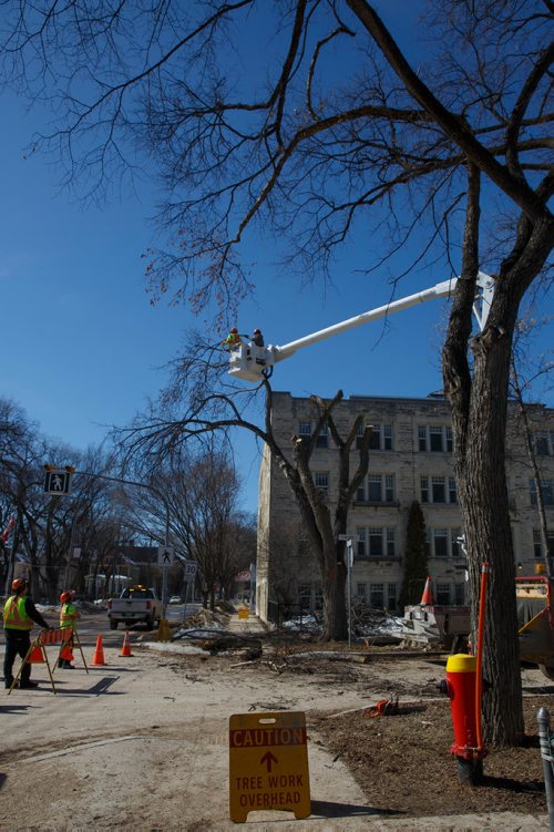 MIKE DEAL / WINNIPEG FREE PRESS
A City of Winnipeg crew cuts down an elm tree at the corner of Wolseley and Lenore Street Monday afternoon.
190325 - Monday, March 25, 2019.