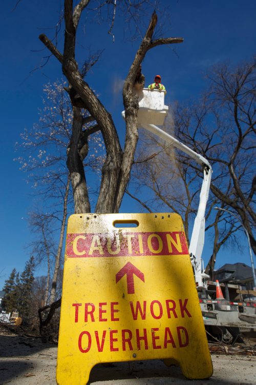 MIKE DEAL / WINNIPEG FREE PRESS
A City of Winnipeg crew cuts down an elm tree at the corner of Wolseley and Lenore Street Monday afternoon.
190325 - Monday, March 25, 2019.