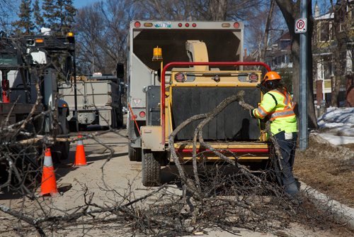 MIKE DEAL / WINNIPEG FREE PRESS
A City of Winnipeg crew cuts down an elm tree at the corner of Wolseley and Lenore Street Monday afternoon.
190325 - Monday, March 25, 2019.