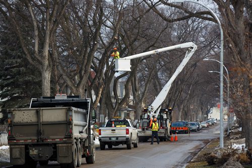 MIKE DEAL / WINNIPEG FREE PRESS
A City of Winnipeg crew cuts down an elm tree on Lenore Street Wednesday morning.
190327 - Wednesday, March 27, 2019.