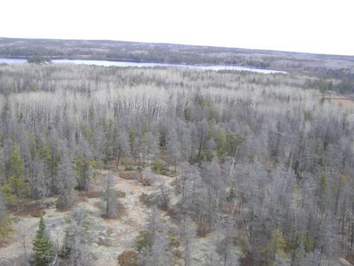 This photo of damage caused by the jack pine budworm in the Kenora area was taken April 27/09. It can be credited to the Ontario Ministry of Natural Resources. The grey trees in the foreground are pines that have been killed by the jack pine budworm, green trees in the foreground are healthy. (The whiteish trees in the background are poplar, and theyre fine - not affected by the budworm.) We can also get close-up art of just the jack pine budworm at  http://imfc.cfl.scf.rncan.gc.ca/insecte-insect-eng.asp?geID=12024, credit Natural Resources Canada. winnipeg free press