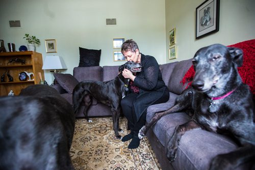 MIKAELA MACKENZIE / WINNIPEG FREE PRESS
Susan Lohse, vice president of Northern Sky Greyhounds, with her three dogs and a friend's greyhound in Winnipeg on Thursday, March 28, 2019.  For Declan Schroeder story.
Winnipeg Free Press 2019.