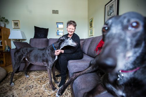 MIKAELA MACKENZIE / WINNIPEG FREE PRESS
Susan Lohse, vice president of Northern Sky Greyhounds, with her three dogs and a friend's greyhound in Winnipeg on Thursday, March 28, 2019.  For Declan Schroeder story.
Winnipeg Free Press 2019.