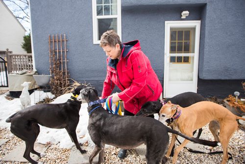 MIKAELA MACKENZIE / WINNIPEG FREE PRESS
Susan Lohse, vice president of Northern Sky Greyhounds, takes her three dogs and a friend's greyhound on a walk in Winnipeg on Thursday, March 28, 2019.  For Declan Schroeder story.
Winnipeg Free Press 2019.