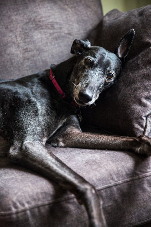 MIKAELA MACKENZIE / WINNIPEG FREE PRESS
Jessie the greyhound in Winnipeg on Thursday, March 28, 2019.  For Declan Schroeder story.
Winnipeg Free Press 2019.