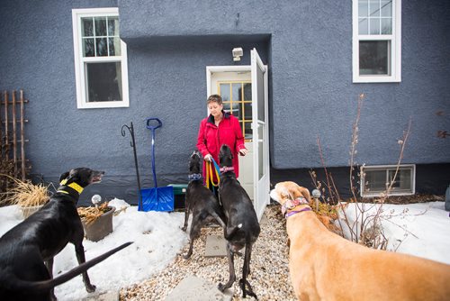 MIKAELA MACKENZIE / WINNIPEG FREE PRESS
Susan Lohse, vice president of Northern Sky Greyhounds, takes her three dogs and a friend's greyhound on a walk in Winnipeg on Thursday, March 28, 2019.  For Declan Schroeder story.
Winnipeg Free Press 2019.