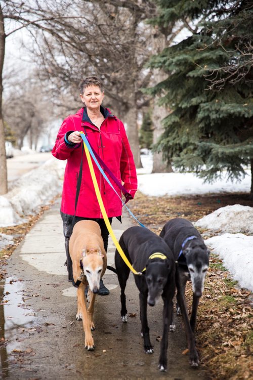 MIKAELA MACKENZIE / WINNIPEG FREE PRESS
Susan Lohse, vice president of Northern Sky Greyhounds, takes her three dogs and a friend's greyhound on a walk in Winnipeg on Thursday, March 28, 2019.  For Declan Schroeder story.
Winnipeg Free Press 2019.