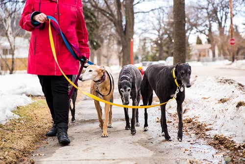 MIKAELA MACKENZIE / WINNIPEG FREE PRESS
Susan Lohse, vice president of Northern Sky Greyhounds, takes her three dogs and a friend's greyhound on a walk in Winnipeg on Thursday, March 28, 2019.  For Declan Schroeder story.
Winnipeg Free Press 2019.