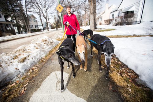 MIKAELA MACKENZIE / WINNIPEG FREE PRESS
Susan Lohse, vice president of Northern Sky Greyhounds, takes her three dogs and a friend's greyhound on a walk in Winnipeg on Thursday, March 28, 2019.  For Declan Schroeder story.
Winnipeg Free Press 2019.