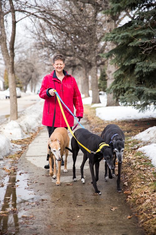 MIKAELA MACKENZIE / WINNIPEG FREE PRESS
Susan Lohse, vice president of Northern Sky Greyhounds, takes her three dogs and a friend's greyhound on a walk in Winnipeg on Thursday, March 28, 2019.  For Declan Schroeder story.
Winnipeg Free Press 2019.