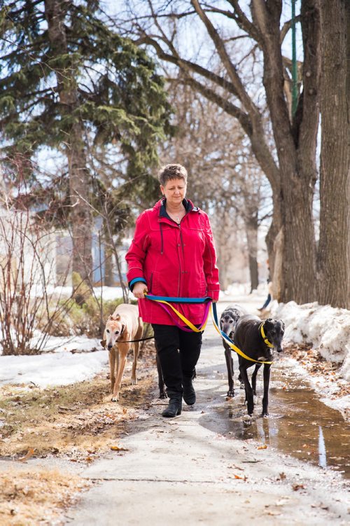 MIKAELA MACKENZIE / WINNIPEG FREE PRESS
Susan Lohse, vice president of Northern Sky Greyhounds, takes her three dogs and a friend's greyhound on a walk in Winnipeg on Thursday, March 28, 2019.  For Declan Schroeder story.
Winnipeg Free Press 2019.