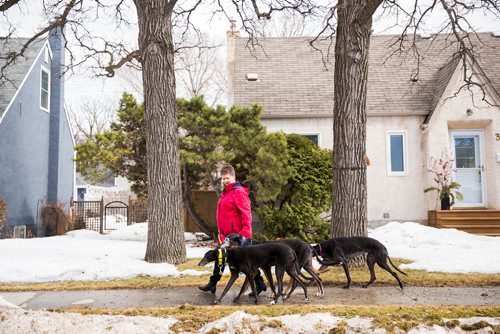 MIKAELA MACKENZIE / WINNIPEG FREE PRESS
Susan Lohse, vice president of Northern Sky Greyhounds, takes her three dogs and a friend's greyhound on a walk in Winnipeg on Thursday, March 28, 2019.  For Declan Schroeder story.
Winnipeg Free Press 2019.