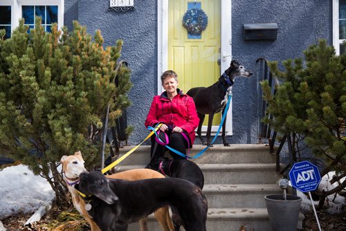 MIKAELA MACKENZIE / WINNIPEG FREE PRESS
Susan Lohse, vice president of Northern Sky Greyhounds, with her three dogs and a friend's greyhound in Winnipeg on Thursday, March 28, 2019.  For Declan Schroeder story.
Winnipeg Free Press 2019.