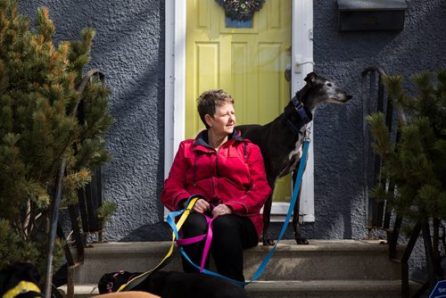 MIKAELA MACKENZIE / WINNIPEG FREE PRESS
Susan Lohse, vice president of Northern Sky Greyhounds, with her three dogs and a friend's greyhound in Winnipeg on Thursday, March 28, 2019.  For Declan Schroeder story.
Winnipeg Free Press 2019.