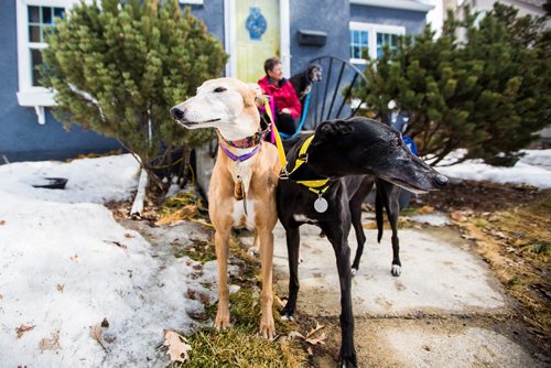 MIKAELA MACKENZIE / WINNIPEG FREE PRESS
Susan Lohse, vice president of Northern Sky Greyhounds, with her three dogs and a friend's greyhound in Winnipeg on Thursday, March 28, 2019.  For Declan Schroeder story.
Winnipeg Free Press 2019.