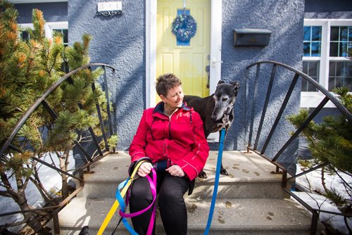 MIKAELA MACKENZIE / WINNIPEG FREE PRESS
Susan Lohse, vice president of Northern Sky Greyhounds, with her three dogs and a friend's greyhound in Winnipeg on Thursday, March 28, 2019.  For Declan Schroeder story.
Winnipeg Free Press 2019.