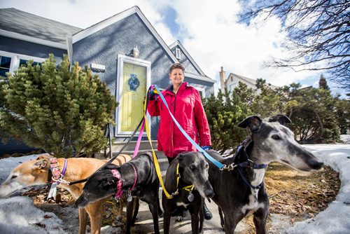 MIKAELA MACKENZIE / WINNIPEG FREE PRESS
Susan Lohse, vice president of Northern Sky Greyhounds, with her three dogs and a friend's greyhound in Winnipeg on Thursday, March 28, 2019.  For Declan Schroeder story.
Winnipeg Free Press 2019.