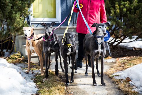 MIKAELA MACKENZIE / WINNIPEG FREE PRESS
Susan Lohse, vice president of Northern Sky Greyhounds, with her three dogs and a friend's greyhound in Winnipeg on Thursday, March 28, 2019.  For Declan Schroeder story.
Winnipeg Free Press 2019.