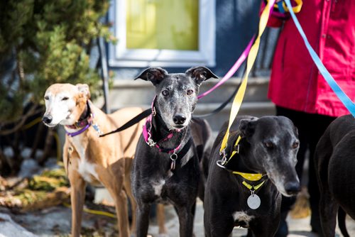 MIKAELA MACKENZIE / WINNIPEG FREE PRESS
Susan Lohse, vice president of Northern Sky Greyhounds, with her three dogs and a friend's greyhound in Winnipeg on Thursday, March 28, 2019.  For Declan Schroeder story.
Winnipeg Free Press 2019.