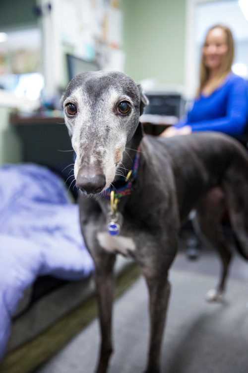 MIKAELA MACKENZIE / WINNIPEG FREE PRESS
Carrie Hasinoff, an owner of a Northern Sky dog, and her greyhound Stormy in her office at No-Spill Systems in Winnipeg on Friday, March 29, 2019.  For Declan Schroeder story.
Winnipeg Free Press 2019.