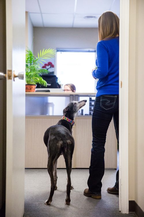 MIKAELA MACKENZIE / WINNIPEG FREE PRESS
Carrie Hasinoff, an owner of a Northern Sky dog, and her greyhound Stormy in her office at No-Spill Systems in Winnipeg on Friday, March 29, 2019.  For Declan Schroeder story.
Winnipeg Free Press 2019.