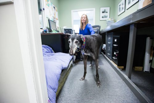 MIKAELA MACKENZIE / WINNIPEG FREE PRESS
Carrie Hasinoff, an owner of a Northern Sky dog, and her greyhound Stormy in her office at No-Spill Systems in Winnipeg on Friday, March 29, 2019.  For Declan Schroeder story.
Winnipeg Free Press 2019.