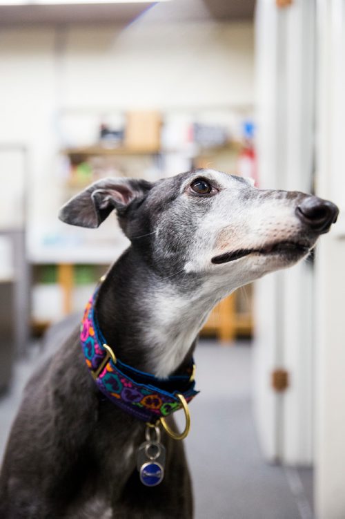 MIKAELA MACKENZIE / WINNIPEG FREE PRESS
Carrie Hasinoff, an owner of a Northern Sky dog, and her greyhound Stormy in her office at No-Spill Systems in Winnipeg on Friday, March 29, 2019.  For Declan Schroeder story.
Winnipeg Free Press 2019.