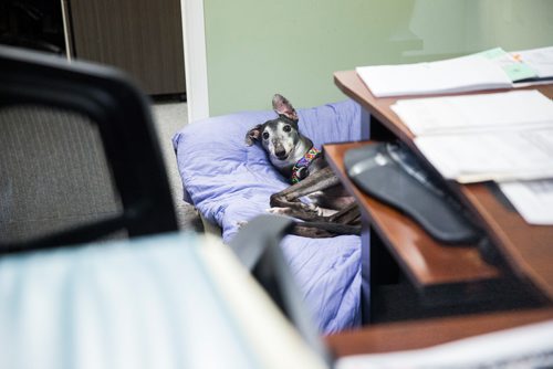 MIKAELA MACKENZIE / WINNIPEG FREE PRESS
Carrie Hasinoff, an owner of a Northern Sky dog, and her greyhound Stormy in her office at No-Spill Systems in Winnipeg on Friday, March 29, 2019.  For Declan Schroeder story.
Winnipeg Free Press 2019.