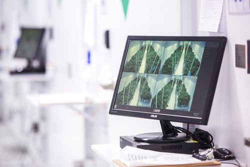 MIKAELA MACKENZIE / WINNIPEG FREE PRESS
Screens monitor growing areas at the Delta 9 Cannabis facility in Winnipeg on Tuesday, April 2, 2019.  For Solomon Israel story.
Winnipeg Free Press 2019.