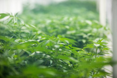 MIKAELA MACKENZIE / WINNIPEG FREE PRESS
Young plants at the Delta 9 Cannabis facility in Winnipeg on Tuesday, April 2, 2019.  For Solomon Israel story.
Winnipeg Free Press 2019.