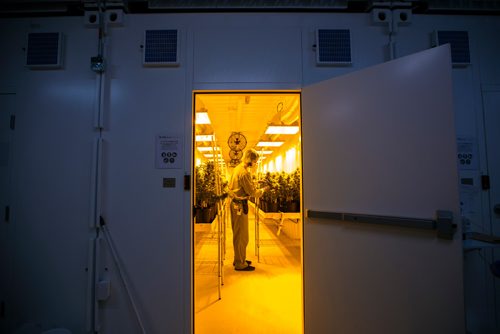 MIKAELA MACKENZIE / WINNIPEG FREE PRESS
Benjamin Doerksen, production associate, trims plants at the Delta 9 Cannabis facility in Winnipeg on Tuesday, April 2, 2019.  For Solomon Israel story.
Winnipeg Free Press 2019.