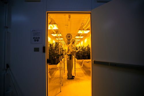 MIKAELA MACKENZIE / WINNIPEG FREE PRESS
Benjamin Doerksen, production associate, trims plants at the Delta 9 Cannabis facility in Winnipeg on Tuesday, April 2, 2019.  For Solomon Israel story.
Winnipeg Free Press 2019.