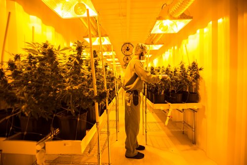 MIKAELA MACKENZIE / WINNIPEG FREE PRESS
Benjamin Doerksen, production associate, trims plants at the Delta 9 Cannabis facility in Winnipeg on Tuesday, April 2, 2019.  For Solomon Israel story.
Winnipeg Free Press 2019.