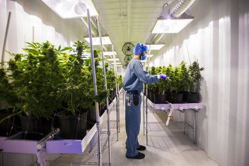 MIKAELA MACKENZIE / WINNIPEG FREE PRESS
Benjamin Doerksen, production associate, trims plants at the Delta 9 Cannabis facility in Winnipeg on Tuesday, April 2, 2019.  For Solomon Israel story.
Winnipeg Free Press 2019.