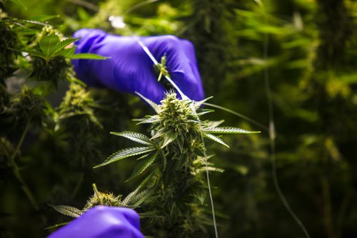 MIKAELA MACKENZIE / WINNIPEG FREE PRESS
Benjamin Doerksen, production associate, trims plants at the Delta 9 Cannabis facility in Winnipeg on Tuesday, April 2, 2019.  For Solomon Israel story.
Winnipeg Free Press 2019.